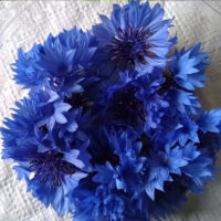 Korenbloemen blauw