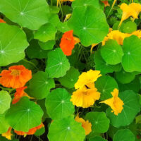 Oost-Indische kers bloem