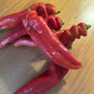 Puntpaprika groen of rood